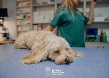 Peste 40 de câini și pisici, sterilizați gratuit în prima lună a programului derulat de Primăria Timişoara
