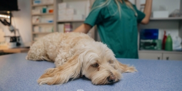 Peste 40 de câini și pisici, sterilizați gratuit în prima lună a programului derulat de Primăria Timişoara