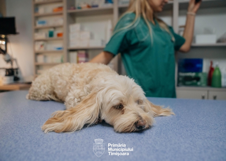 Peste 40 de câini și pisici, sterilizați gratuit în prima lună a programului derulat de Primăria Timişoara