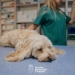 Peste 40 de câini și pisici, sterilizați gratuit în prima lună a programului derulat de Primăria Timişoara