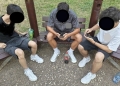Peste 350 de amenzi pentru nereguli în parcurile din Timişoara: coji de seminţe pe jos, câini fără lesă şi parcări pe spaţii verzi