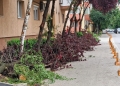 Tăieri ilegale de arbori în Timișoara, după intervenția Horticultura