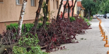 Tăieri ilegale de arbori în Timișoara, după intervenția Horticultura