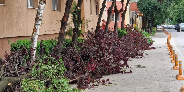 Tăieri ilegale de arbori în Timișoara, după intervenția Horticultura