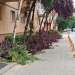 Tăieri ilegale de arbori în Timișoara, după intervenția Horticultura