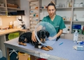 Peste 120 de animale sterilizate gratuit, la Timișoara
