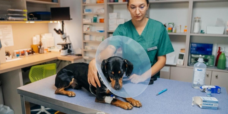 Peste 120 de animale sterilizate gratuit, la Timișoara