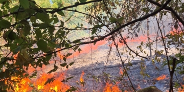 Weekend de foc în județul Timiș. Pompierii au intervenit la 18 incendii, iar vegetația și pădurile au fost pârjolite pe zeci de hectare