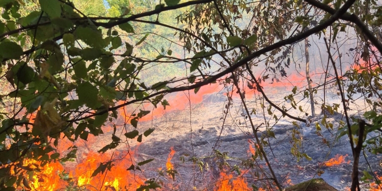 Weekend de foc în județul Timiș. Pompierii au intervenit la 18 incendii, iar vegetația și pădurile au fost pârjolite pe zeci de hectare