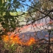 Weekend de foc în județul Timiș. Pompierii au intervenit la 18 incendii, iar vegetația și pădurile au fost pârjolite pe zeci de hectare
