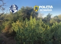 Cultură de canabis descoperită de polițiști la Berzovia