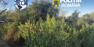 Cultură de canabis descoperită de polițiști la Berzovia