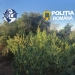 Cultură de canabis descoperită de polițiști la Berzovia