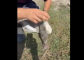 O lebădă prinsă într-un fir de pescuit pe lacul din Dumbrăviţa, salvată de pompieri
