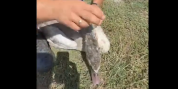 O lebădă prinsă într-un fir de pescuit pe lacul din Dumbrăviţa, salvată de pompieri