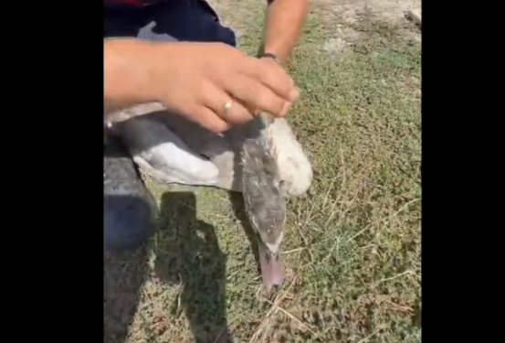 O lebădă prinsă într-un fir de pescuit pe lacul din Dumbrăviţa, salvată de pompieri
