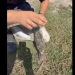 O lebădă prinsă într-un fir de pescuit pe lacul din Dumbrăviţa, salvată de pompieri