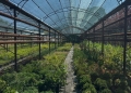 Sezonul plantărilor de toamnă a început la Timișoara. Plante decorative de exterior și interior, puse la vânzare în pepinierele Horticultura