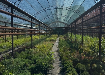 Sezonul plantărilor de toamnă a început la Timișoara. Plante decorative de exterior și interior, puse la vânzare în pepinierele Horticultura