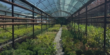 Sezonul plantărilor de toamnă a început la Timișoara. Plante decorative de exterior și interior, puse la vânzare în pepinierele Horticultura