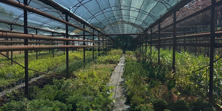 Sezonul plantărilor de toamnă a început la Timișoara. Plante decorative de exterior și interior, puse la vânzare în pepinierele Horticultura