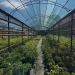 Sezonul plantărilor de toamnă a început la Timișoara. Plante decorative de exterior și interior, puse la vânzare în pepinierele Horticultura