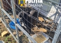 Câini ţinuţi în condiţii precare! Poliţiştii din Timiş au aplicat amenzi de 9.000 lei