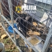 Câini ţinuţi în condiţii precare! Poliţiştii din Timiş au aplicat amenzi de 9.000 lei