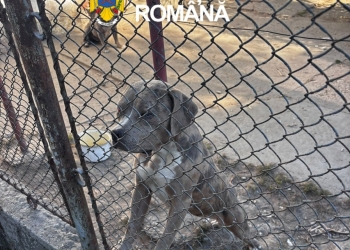 Bărbat din Timiş, care deţinea 33 de câini, amendat cu 6.000 lei! Şapte aveau urechile cupate FOTO
