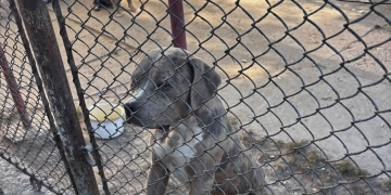 Bărbat din Timiş, care deţinea 33 de câini, amendat cu 6.000 lei! Şapte aveau urechile cupate FOTO