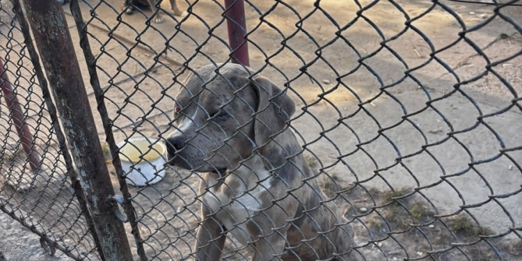 Bărbat din Timiş, care deţinea 33 de câini, amendat cu 6.000 lei! Şapte aveau urechile cupate FOTO