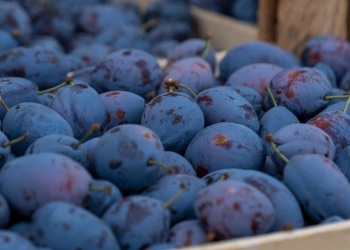 Prune proaspete în piețele din Timișoara! Ingredientul principal pentru gomboți delicioși