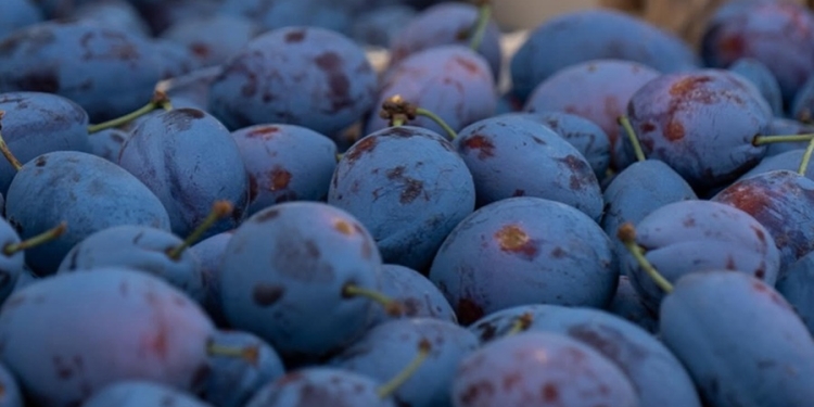 Prune proaspete în piețele din Timișoara! Ingredientul principal pentru gomboți delicioși