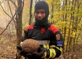 Un pompier din Timiş l-a salvat pe Sonic, un mic arici, din incendiul de pădure din Domogled