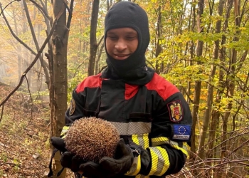 Un pompier din Timiş l-a salvat pe Sonic, un mic arici, din incendiul de pădure din Domogled