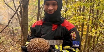 Un pompier din Timiş l-a salvat pe Sonic, un mic arici, din incendiul de pădure din Domogled