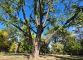 De la Ginkgo biloba al familiei Mühle la stejarii seculari. Primăria Timișoara și Asociația Peisagiștilor începe identificarea și protejarea arborilor remarcabili
