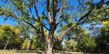 De la Ginkgo biloba al familiei Mühle la stejarii seculari. Primăria Timișoara și Asociația Peisagiștilor începe identificarea și protejarea arborilor remarcabili