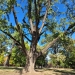 De la Ginkgo biloba al familiei Mühle la stejarii seculari. Primăria Timișoara și Asociația Peisagiștilor începe identificarea și protejarea arborilor remarcabili