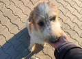 Târg de adopţii canine în centrul Timişoarei, în weekend