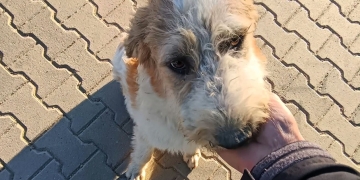 Târg de adopţii canine în centrul Timişoarei, în weekend