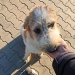 Târg de adopţii canine în centrul Timişoarei, în weekend