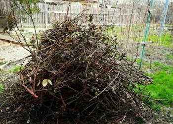 Campania de toamnă pentru colectarea resturilor vegetale în Remetea Mare și Ianova