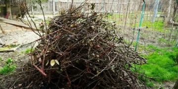 Campania de toamnă pentru colectarea resturilor vegetale în Remetea Mare și Ianova