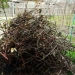 Campania de toamnă pentru colectarea resturilor vegetale în Remetea Mare și Ianova