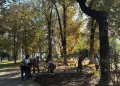 Mai multă verdeață și zeci de bănci noi în Timișoara