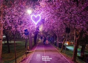 Noi plantări în Timișoara. Aleea Îndrăgostiților se înfrumusețează cu 22 de pruni ornamentali, iar în Parcul Justiției a început plantarea bulbilor de lalele