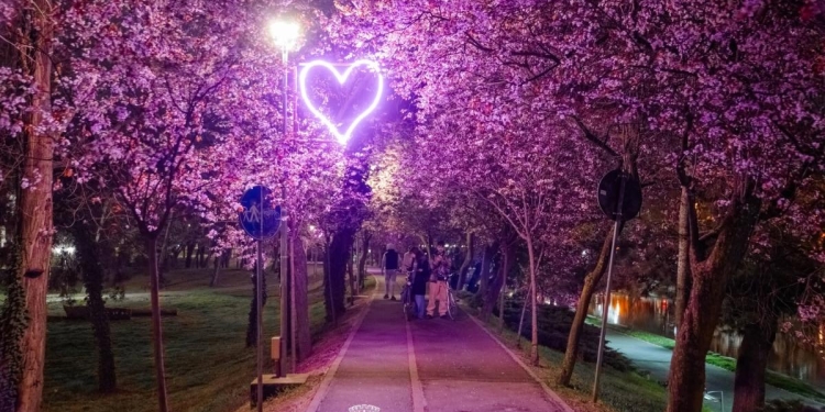 Noi plantări în Timișoara. Aleea Îndrăgostiților se înfrumusețează cu 22 de pruni ornamentali, iar în Parcul Justiției a început plantarea bulbilor de lalele