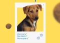 Vă puteți găsi cel mai bun prieten sâmbătă, la Târgul de adopții din Timișoara