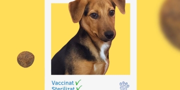 Vă puteți găsi cel mai bun prieten sâmbătă, la Târgul de adopții din Timișoara